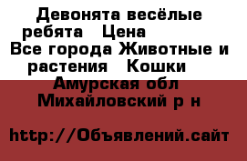 Девонята весёлые ребята › Цена ­ 25 000 - Все города Животные и растения » Кошки   . Амурская обл.,Михайловский р-н